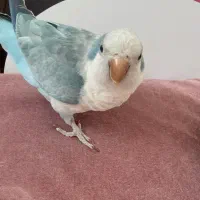 طوطی راهب و قفس