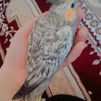 دو عدد جوجه عروس|پرنده|قم, پردیسان|دیوار