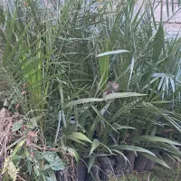 فروش فونیکس وپالم