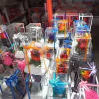 رز جاودان قیمت عمده ۵۰۰