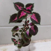 گل های زیبای آپارتمانی