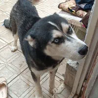 فروش سگ هاسکی سالم|سگ|مراغه, |دیوار