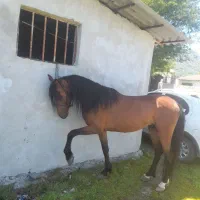 فروش یک راس نریان