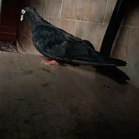 زاغ آبادانی درجه یک و پلاکی ماده