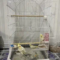 عروس هلندی مولد به همراه سه عدد جوجه