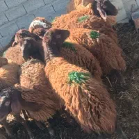 فروش ۱۷ راس گوسفند ماده