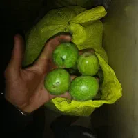 ۶۵ کیلو گردو درجه یک