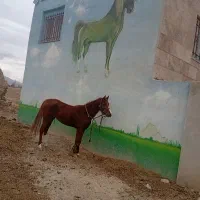 مادیان دره شوری