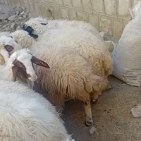 بره فروش|حیوانات مزرعه|گچی, |دیوار