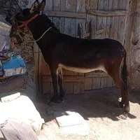 الاغ مادیان رو