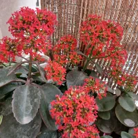 گل کالانکوئه