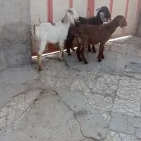 سه عدد بزقالع فروشی