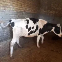 گاو شیری هلشتاین