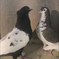 هشت تاکفتر رنگی|پرنده|شیراز, زرهی|دیوار