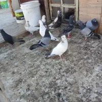 سلام خدمت همه عشقبازان ۱۳عدد کفتر به فروش