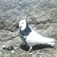 کبوتر فروشی|پرنده|جوین, |دیوار