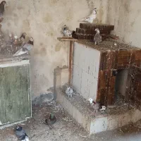 کبوتر|پرنده|رشت, فرزانه|دیوار