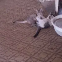 بچه گربه رایگان