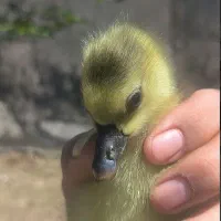 جوجه قوغاز 10 روزه