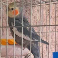 یک جفت عروس هلندی
