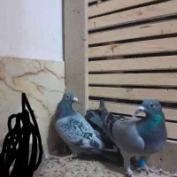 پرنده