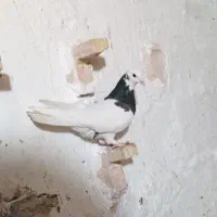 دوتا نر گردن کلفت|پرنده|بهرمان, |دیوار