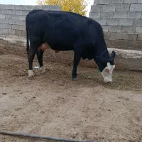 گاو سیمینتال با گوساله سیمینتال