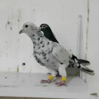 نروماده هفترنگ سرور لک دار|پرنده|فرح دشت, |دیوار