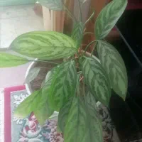 گل آگلونما با گلدان سرامیکی