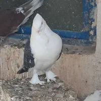 کبوتر بلژیکی نر