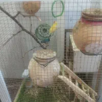 دوعدد مرغ فنچ با قفس