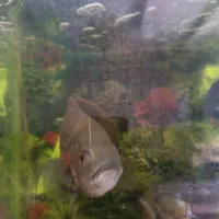 آکواریوم رایگان