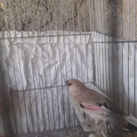 سهره.قناری.مرغ عشق.فنچ.کتوله|پرنده|شیراز, شهرک نیروی انتظامی|دیوار