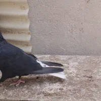 سیاه دم سفید|پرنده|شیراز, شریف‌آباد|دیوار