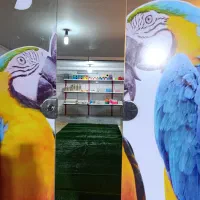 پت شاپ پرندگان ترینو ،جفت مولدوجوجه سری لاکی عروس|پرنده|فسا, |دیوار