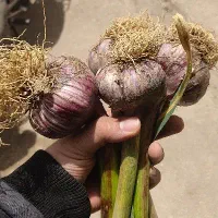 سیر همدان