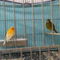 قناری معاوضه با مرغ عشق