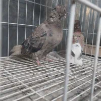 سلام خدمت دوستان چند عدد دم سفید|پرنده|شاهین‌شهر, شهرک گلدیس|دیوار