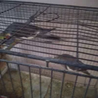 عروس هلندی بازیگوش