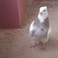 طوقی صرب کفتر صرب کله سینه نقش رنگی|پرنده|خانمیرزا, |دیوار