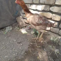مرغ لاری  نزدیک تخم