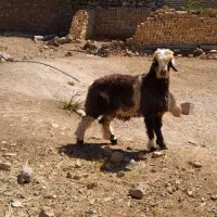 قوچ بختیاری|حیوانات مزرعه|شیراز, گویم|دیوار