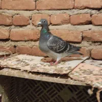 فروش کبوتر|پرنده|ملکان, |دیوار