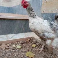 مرغ محلی|حیوانات مزرعه|شاهرود, |دیوار