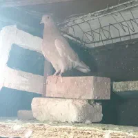 دوتا نوچه زرد با سرخ