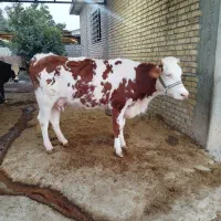 گاو شیری جوان