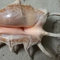 صدفهای خاص|ماهی|اصفهان, جلفا|دیوار