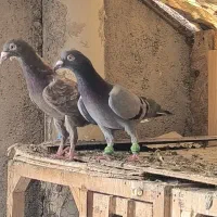 کبود ماده ،جوجه زرد هفترنگ|پرنده|قزوین, |دیوار