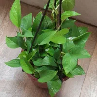 گل سینگونیوم دیفن پتوس خرگوشی|گل و گیاه طبیعی|اصفهان, شهرک کاوه|دیوار