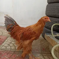 خروس برهما|حیوانات مزرعه|بانه, |دیوار